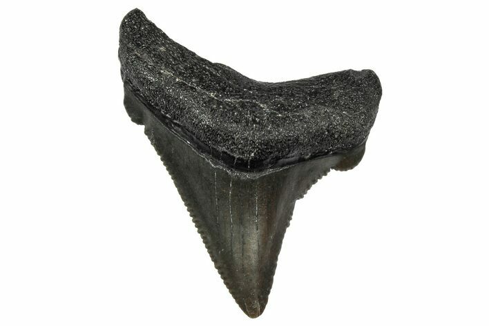 Serrated Angustidens Tooth - Megalodon Ancestor #340382